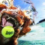 petsunderwateraffiche