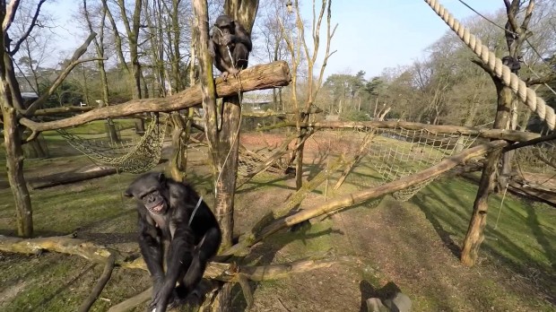 chimp