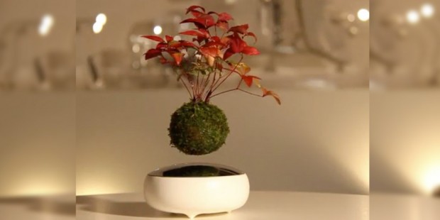 air bonsai