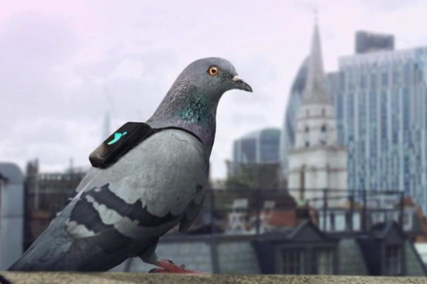 pigeons