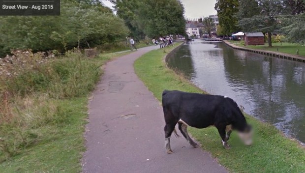 vache