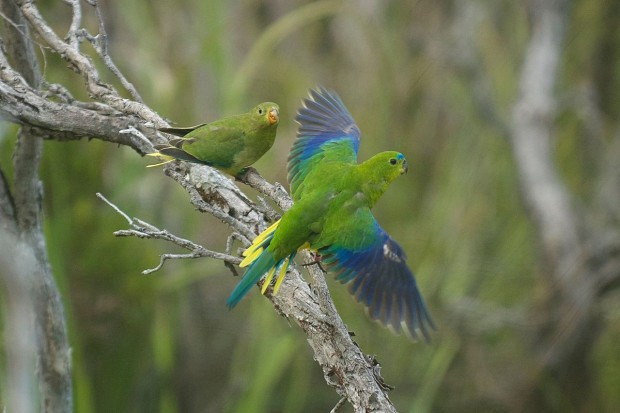 Crédit : Difficult Birds Research Group