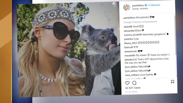Instagram koala Hilton