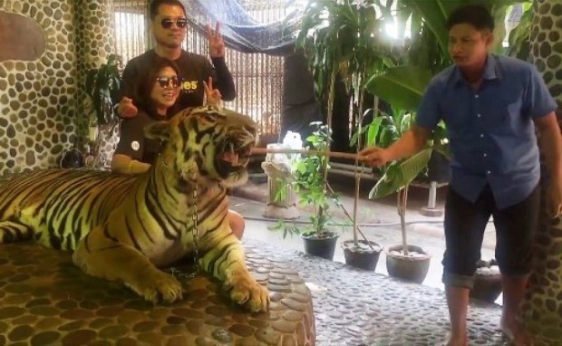 tigre selfie