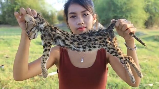 Un jeune chat pêcheur. Crédit Photo : Viral Press